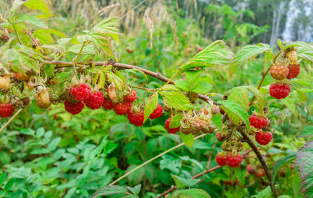 Raspberries. Growing Organic Berries closeup. Ripe raspberry in the fruit gardenの写真素材