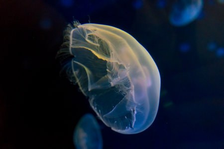 Moon jellyfish (Aurelia aurita) in an aquarium.の写真素材