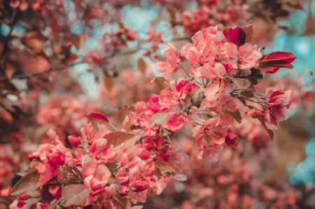 Cherry blossom sakura flower Retro tone.の写真素材