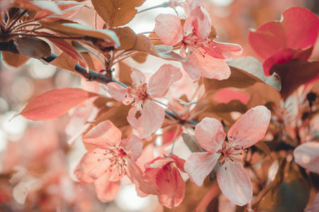 Cherry blossom sakura flower Retro tone.
