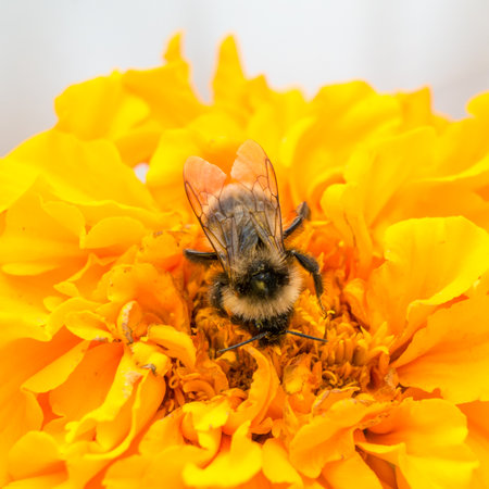 Honeybee and yellow flower head.