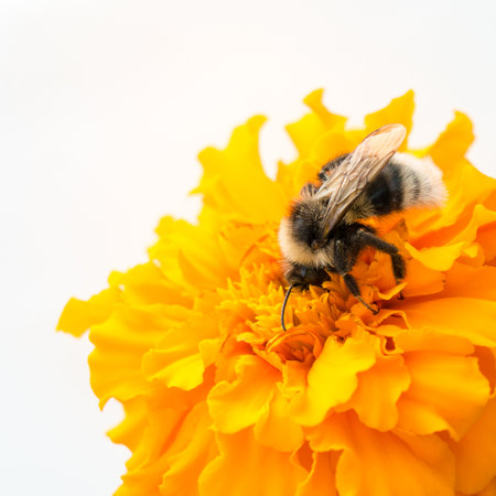 Honeybee and yellow flower head.の写真素材