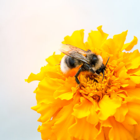 Honeybee and yellow flower head.の写真素材