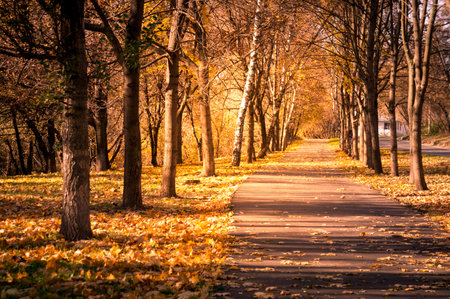 Pathway through the autumn forest