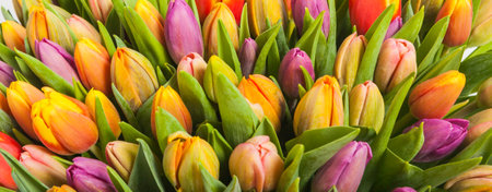 bouquet of multicolor tulips. fresh spring flowers with water drops. floral backdropの写真素材