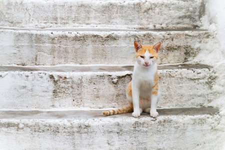 Red and white street cat sits on steps of the bright porchの写真素材