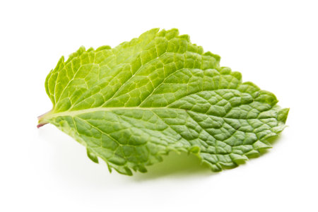 fresh mint leaves isolated on white background. Studio macro