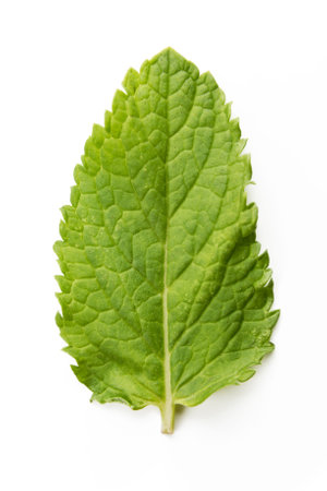 fresh mint leaves isolated on white background. Studio macroの写真素材