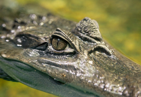 Close up of Crocodile Eye.の写真素材