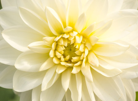 Close up of flower for background or texture.の写真素材