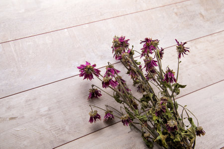 Dried magenta flowers on rustic wooden planks.の写真素材