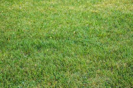 Background of a green grass green grass texture