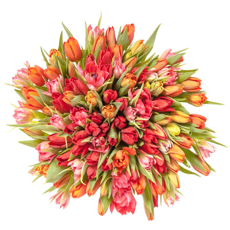 colorful bouquet of fresh spring tulip flowers with water drops on white background.の写真素材