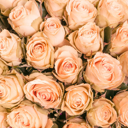 Abstract background of flowers Closeup.の写真素材