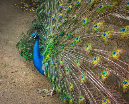 Portrait of Peacock with Feathers Outの写真素材