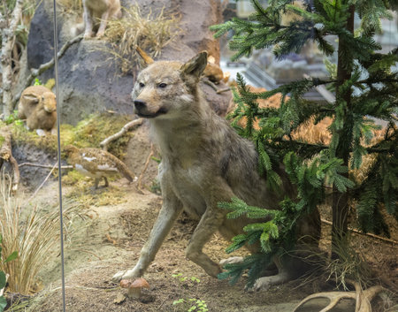 Wild Wolf in a forrest.