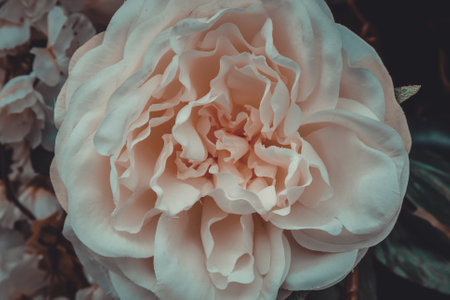 Bunch of flowers background textureの写真素材