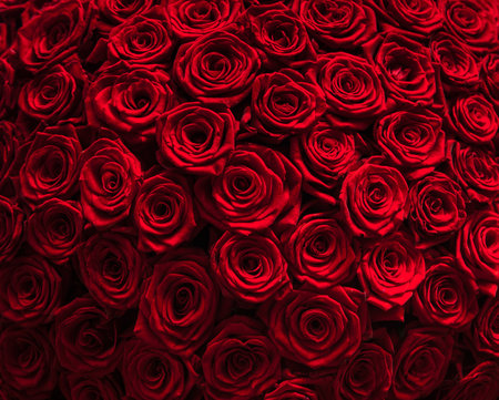 Red natural roses background texture.の写真素材