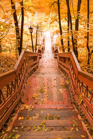Wooden stairs with leaves in the autumn forest.の写真素材
