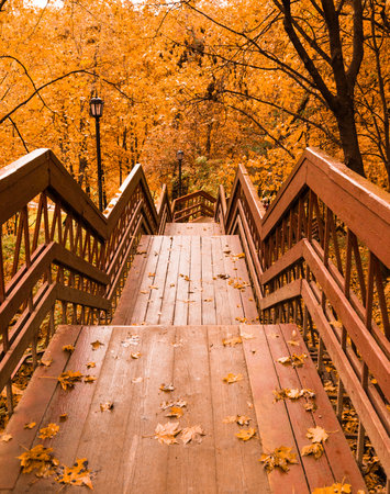 Wooden stairs with leaves in the autumn forest.の写真素材