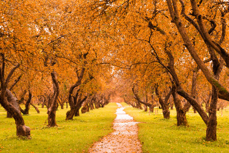 Colorful foliage in the autumn park.の写真素材