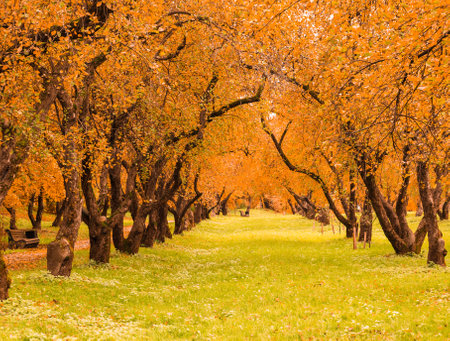 Colorful foliage in the autumn park.の写真素材