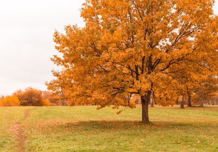 Autumn tree on dry meadow.