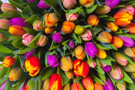 bouquet of multicolor tulips. fresh spring flowersの写真素材