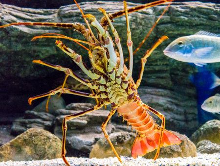 Colourful Tropical Rock lobster under waterの写真素材