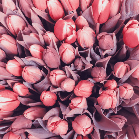 Abstract background of flowers. Faded color toneの写真素材