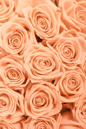 Tan and peach rosesbackground patternの写真素材