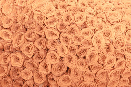 Tan and peach rosesbackground patternの写真素材