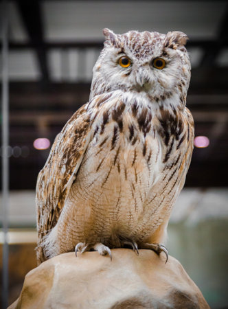 Close up of a Great Horned Owlの写真素材