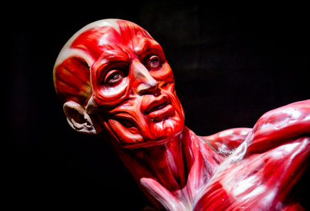 human muscles anatomy model on blackの写真素材