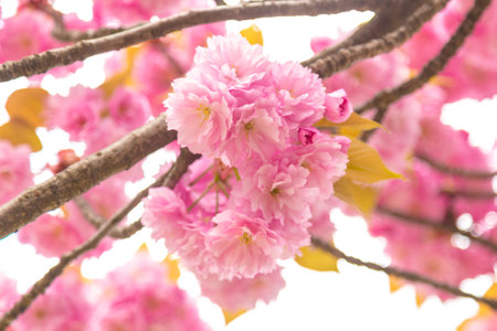 Blossom tree over nature background Spring flowers