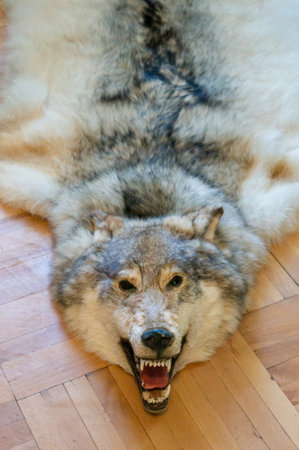 Killed wolf pelt on floor of luxurious villa