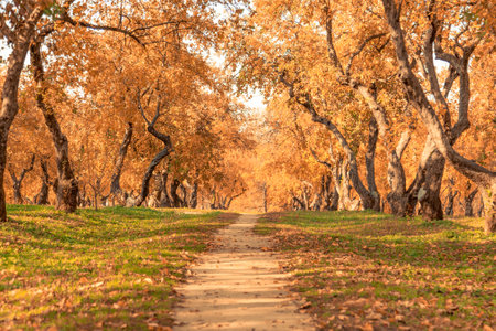 Pathway through the autumn forest.