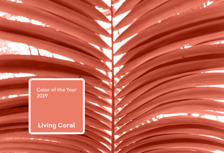 Living Coral color of the Year 2019. Leaves of palm tree with coral in trendy colorの写真素材