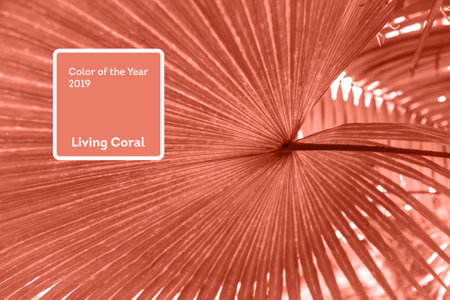 Living Coral color of the Year 2019. Leaves of palm tree with coral in trendy colorの写真素材