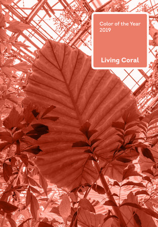 Living Coral color of the Year 2019. Leaves of palm tree with coral in trendy colorの写真素材