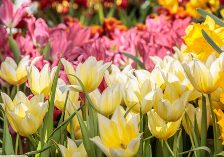 Red Yellow tulips with beautiful bouquet background. Spring nature field. Garden fresh plants.