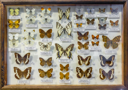 Moscow, Russia - March 12, 2019: Collection of dried natural insects in the Apothecary garden. Set of pin insect in biology museum. Zoology backgroundのeditorial素材