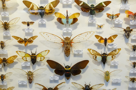 Moscow, Russia - March 12, 2019: Collection of dried natural insects in the Apothecary garden. Set of pin insect in biology museum. Zoology backgroundのeditorial素材