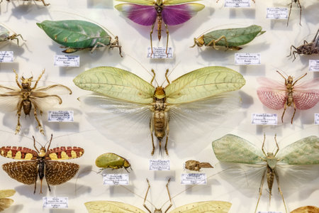 Moscow, Russia - March 12, 2019: Collection of dried natural insects in the Apothecary garden. Set of pin insect in biology museum. Zoology backgroundのeditorial素材