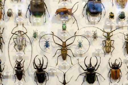 Moscow, Russia - March 12, 2019: Collection of dried natural insects in the Apothecary garden. Set...
