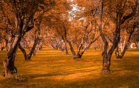 Autumn in the forest. Perspective of the path in fall park whith bright fallen autumn leaves on road...