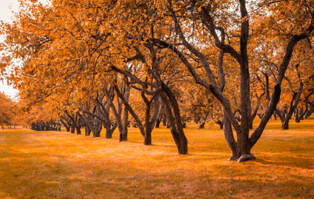 Autumn in the forest. Perspective of the path in fall park whith bright fallen autumn leaves on road in sunny morning light, toned photoの写真素材