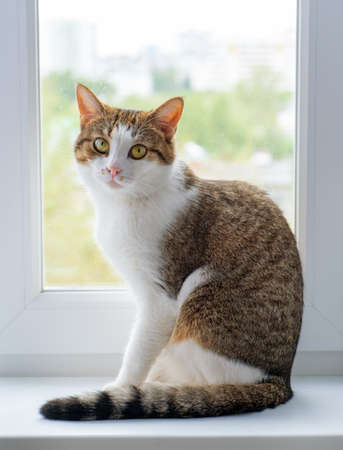 Kitty on a window. Beautiful cat sitting on windowsill and looking backの写真素材