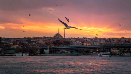 Sunset in Istanbul. Seagulls flying at dusk over the Bosphorus Strait