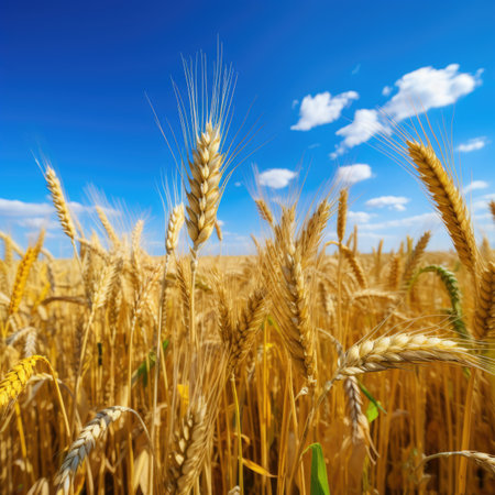 Golden ears of wheat against the blue sky and clouds. Harvest of ripe wheat against the blue sky. Field of wheat, agriculture background.の素材
